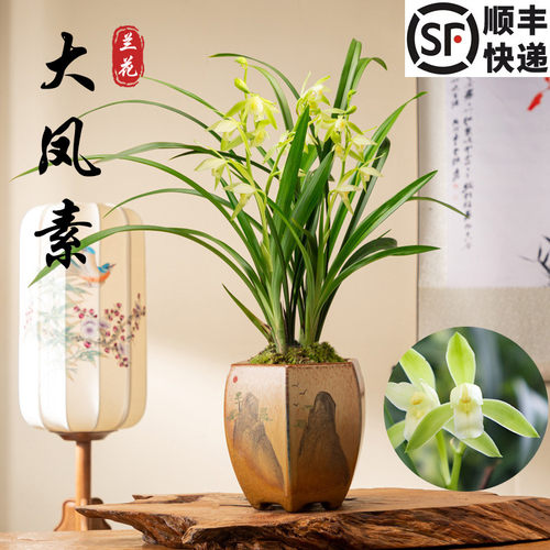 建兰四季大凤素绿植带盆栽好