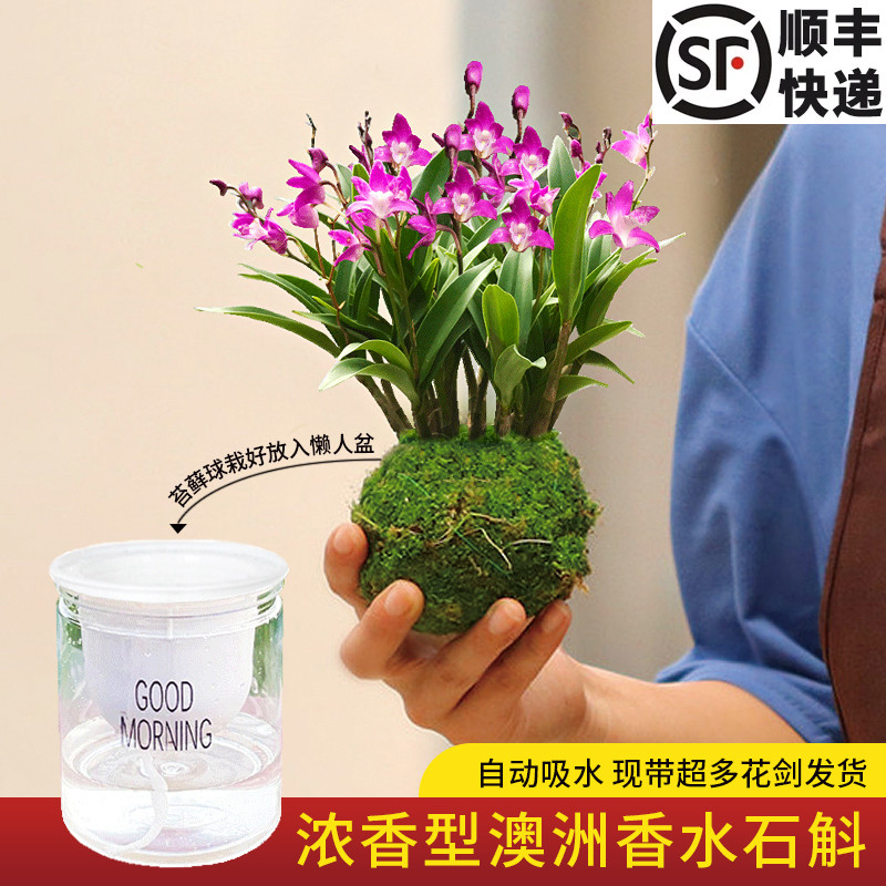 秒杀超多花苞懒人文心兰香水