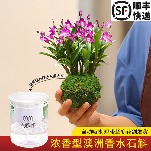 秒杀超多花苞懒人文心兰香水