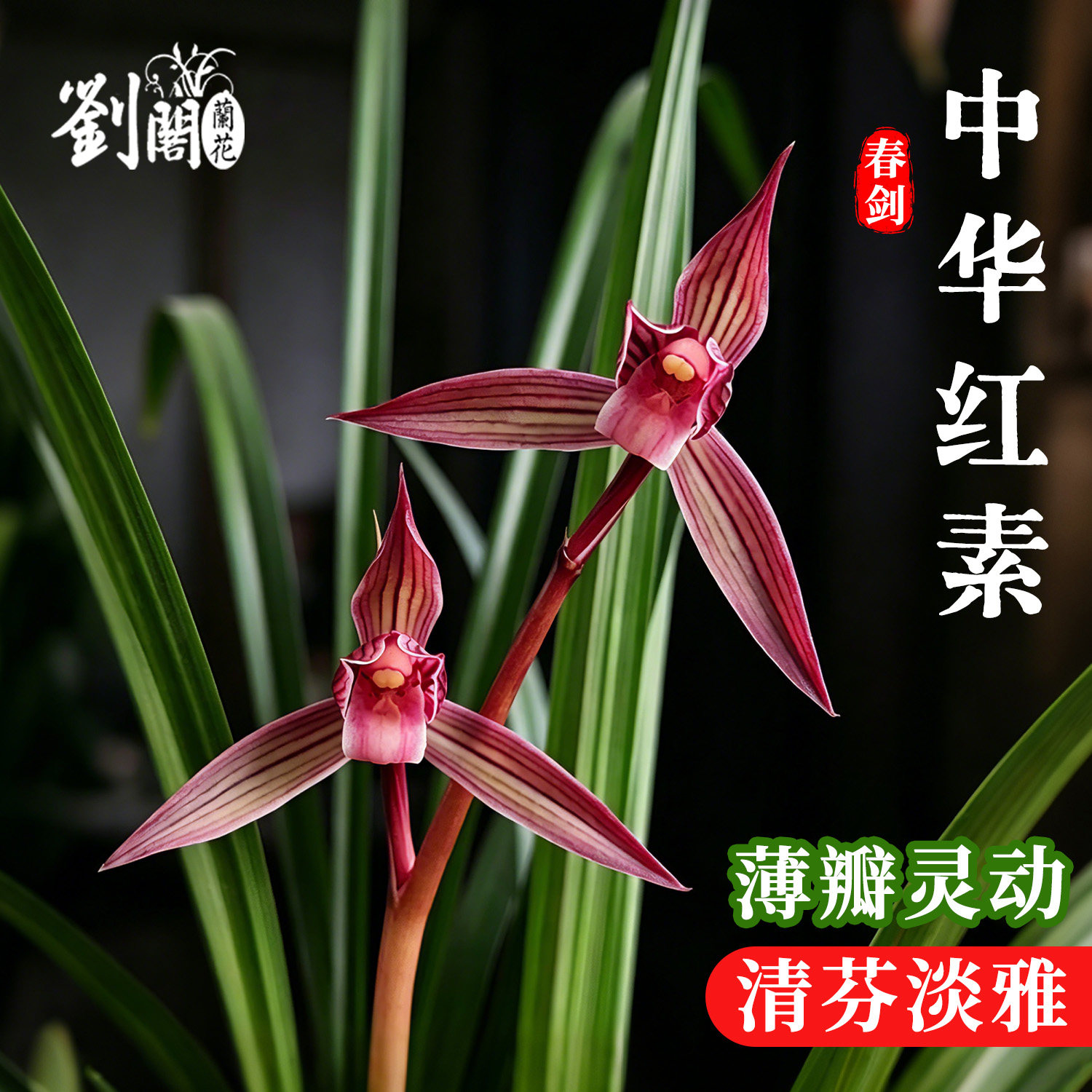 兰花苗春剑中华红素国兰精品浓香