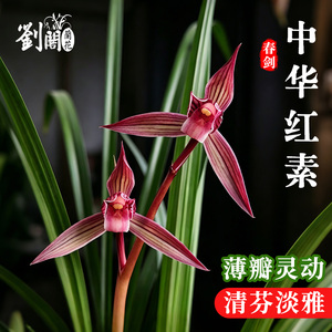 兰花苗春剑中华红素国兰精品浓香