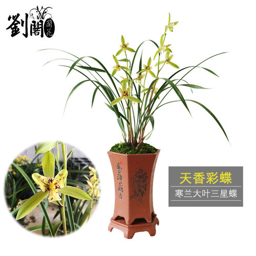 绿植带花苞好养盆栽寒兰