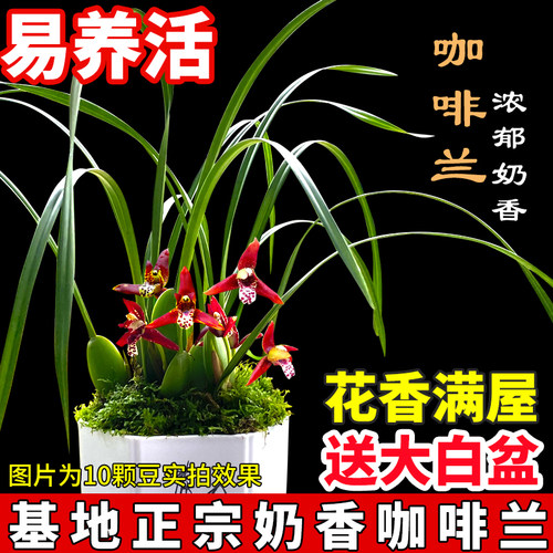 香水咖啡兰浓郁奶香好养