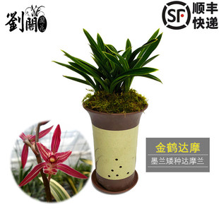 刘阁兰花苗 矮种金边 金鹤达摩 墨兰报岁兰现带花苞出售好养花卉