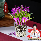 七彩香水石斛兰花四季 好养绿植浓香型石斛现带花净化空气