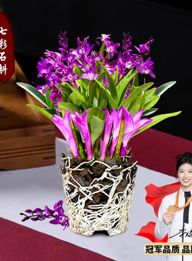 七彩香水石斛兰花四季好养绿植浓香型石斛冬带花净化空气