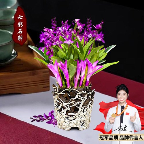 七彩香水石斛兰花四季好养绿植