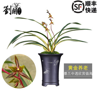 刘阁兰花苗 墨兰中透艺精品 黄金养老 冬带花苞出售好养高档花卉