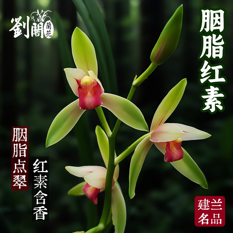建兰胭脂红素夏带花绿植花卉盆栽