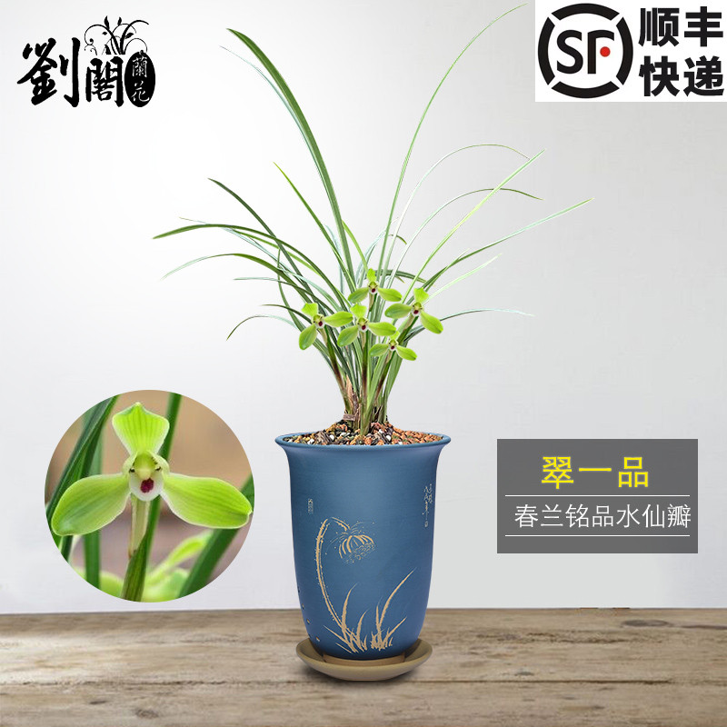 室内庭院春兰翠一品秋冬好养活