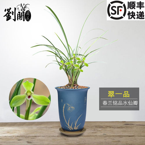 室内庭院春兰翠一品秋冬好养活