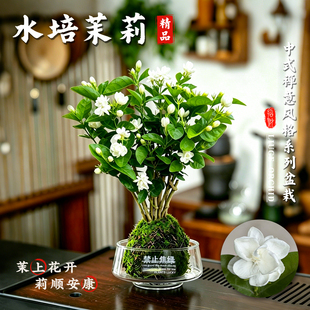 水培茉莉花盆栽树苗老桩绿植物 室内好养易活一年四季都开的花卉