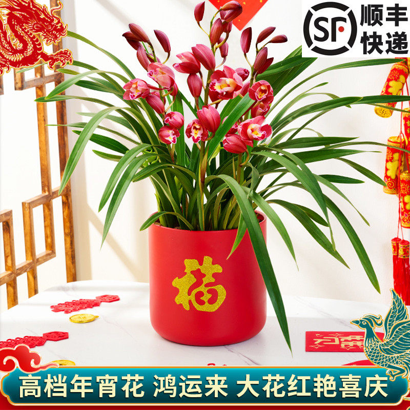 喜庆年宵花兰花苗 鸿运来冬带花苞出售赏花浓香室内客厅花卉盆栽,鲜花速递/花卉仿真/绿植园艺,国兰/杂交兰/洋兰类,淘宝优惠券,粉丝福利购,淘宝优惠卷