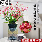 带18支花苞出售 香水文心兰梦香水培植物室内花卉绿植盆栽兰花苗