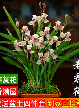 兰花苗盆栽四季兰老君荷新手好养夏带花苞出售荷瓣浓香花卉绿植