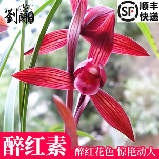 名贵兰花苗春兰铭品醉红素带花苞好养客厅阳台室内浓香花卉绿植