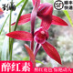 名贵兰花苗春兰铭品醉红素带花苞好养客厅阳台室内浓香花卉绿植