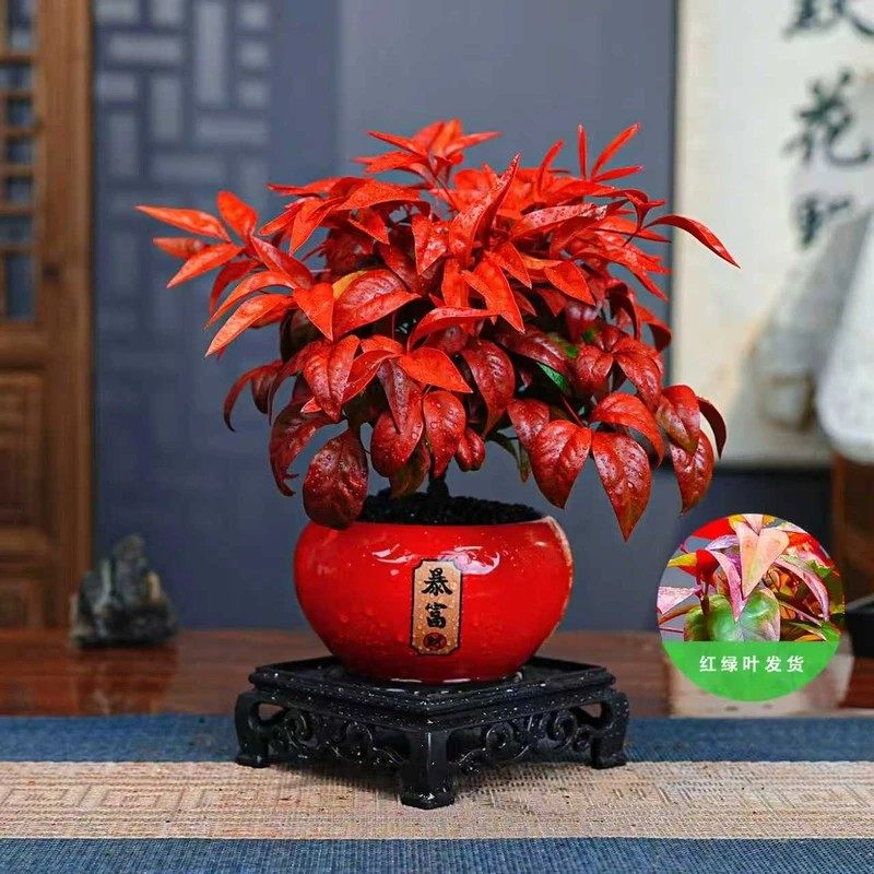 火焰南天竹盆栽红红火火年宵花室内桌面客厅摆件 办公室开工绿植,鲜花速递/花卉仿真/绿植园艺,绿植,淘宝优惠券,粉丝福利购,淘宝优惠卷