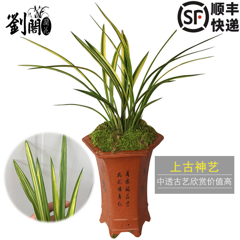 刘阁兰花 建兰四季兰花苗上古神艺 罕见金边中透线艺好养室内盆栽