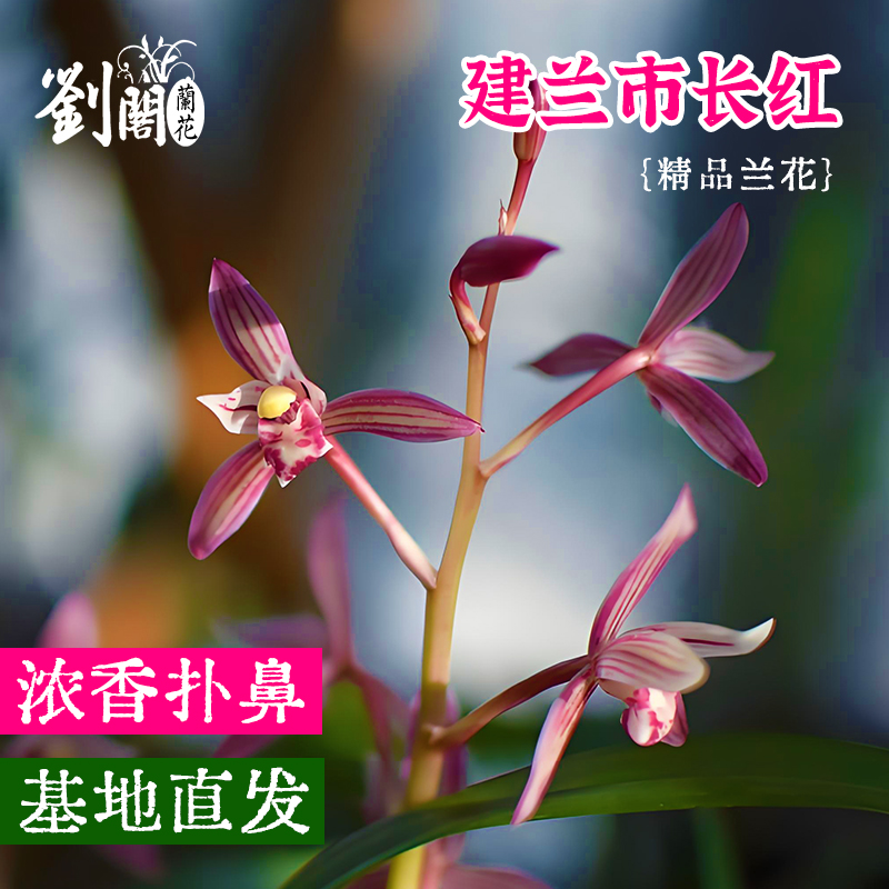 建兰市长红现带花苞带盆栽好兰花