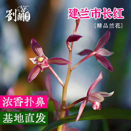 建兰市长红现带花苞带盆栽好兰花