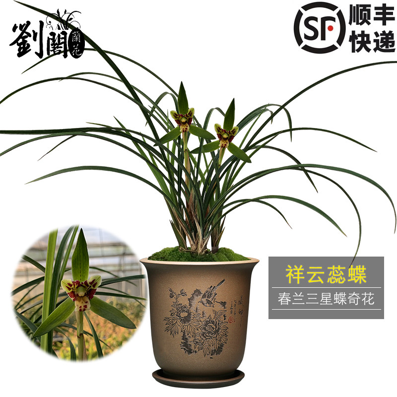 刘阁兰花苗祥云蕊蝶春兰