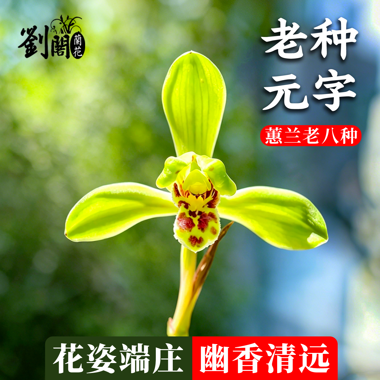 蕙兰老八种元字兰花苗精品绿植