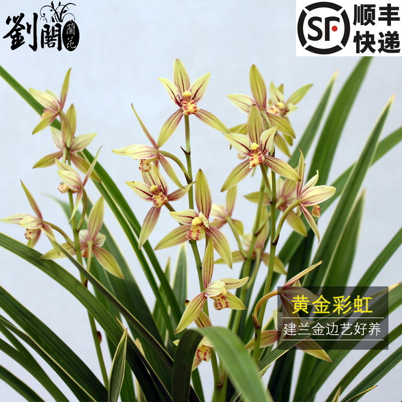 刘阁兰花金边黄金彩虹