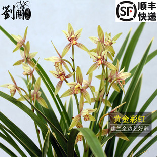 現(xiàn)帶花苞建蘭四季 蘭盆栽客廳花卉植物 金邊黃金彩虹 劉閣蘭花