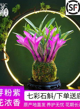 七彩香水石斛 冬带花四季好养兰花绿植浓香石斛改善睡眠净化空气