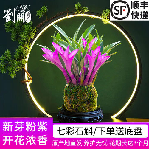 七彩香水石斛冬带花四季好养兰花绿植浓香石斛现带花净化空气-封面