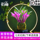 七彩香水石斛 现带花四季 好养兰花绿植浓香石斛现带花净化空气