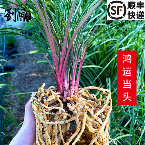 兰花苗蕙兰红草红香妃冬出售室内