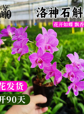 洛神石斛兰花苗冬带花苞浓香好养