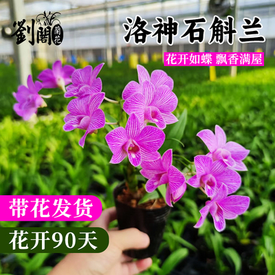 洛神石斛兰花苗现带花苞浓香好养