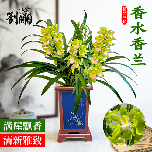 年宵兰花苗香水香兰现带花苞盆栽