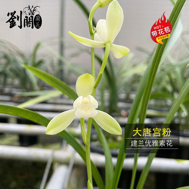 刘阁兰花苗 建兰素花名品大唐宫粉 现带花苞出售高档兰花花卉盆栽