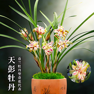 兰花苗春兰奇花天彭牡丹 现带花苞出售 好养室内阳台花卉绿植盆栽