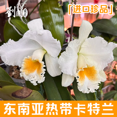 进口珍品东南亚热带卡特兰