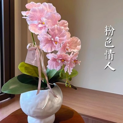 蝴蝶兰盆栽带花苞植物室内好养