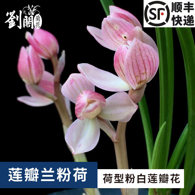 刘阁兰花苗 莲瓣兰荷瓣 粉荷 冬带花苞出售高档花卉阳台盆栽绿植