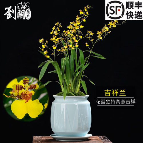 刘阁兰花苗香水文心兰吉祥兰