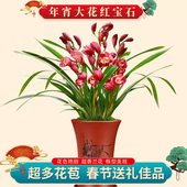4支花兰花苗年宵大红花现带花苞出售 红宝石浓香花卉盆栽大花蕙兰
