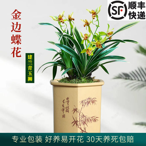 建兰四季兰青玉狮兰花苗
