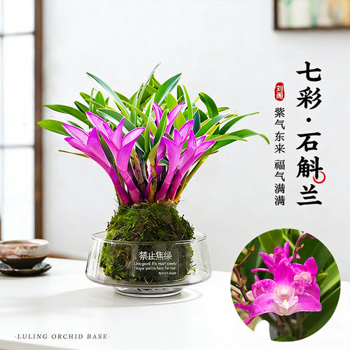 七彩香水石斛兰花四季好养绿植