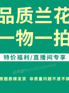 兰花苗文心兰直播间一物一拍专拍链接 优选品质放心购 请勿乱拍