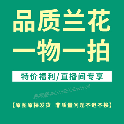 兰花苗文心兰直播间一物一拍专拍链接 优选品质放心购 请勿乱拍