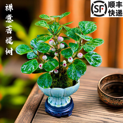 小盼菩提树带果带盆发货室内禅意