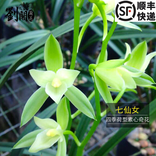 七仙女室内庭院夏秋开花年年复花