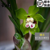 刘阁兰花苗 春兰皇后 奇瓣绿云现带浓香花苞出售好养花卉盆栽绿植